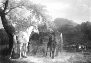 Cavalos na floresta