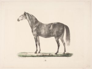 O cavalo D.