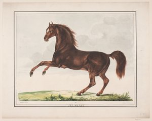 O cavalo Bem criado