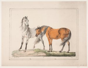 Os cavalos E & G