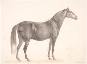 Cavalo preto de Christian David Gebauer