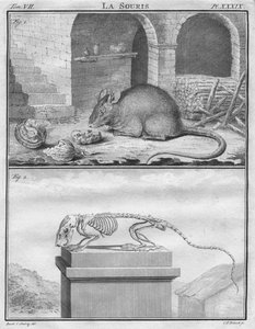 O Mouse, c1763.
