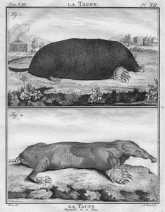 La Mole e La Mau Depoiuillée de son Peau, c1763.