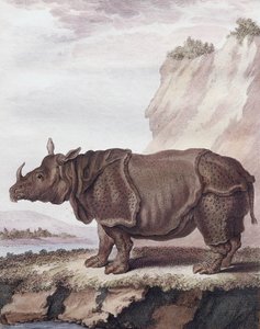 Rinoceronte (gravura)