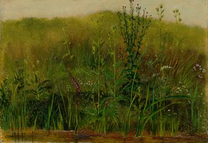 Plantas na margem