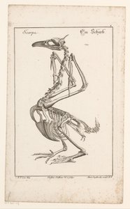 Esqueleto de um corvo-marinho
Scarpa / Ein Scharb (título sobre o objecto)
Unterschiedliche Sceleta oder Bein-Cörper (título da série) de Christian Hallbaur
