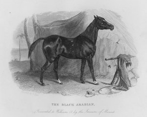 O Árabe Negro, apresentado a Guilherme IV pelo Imaum de Muscat (gravura)