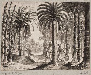 Palmelund com betelpalmer de Christian Rothgiesser
