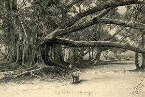 Árvores gigantes em Buitenzorg, Java, 1898. de Christian Wilhelm Allers