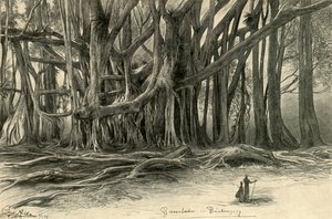 Árvores gigantes em Buitenzorg, Java, 1898.