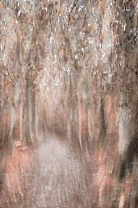 Caminho pela Floresta no Outono de Christina Sillen