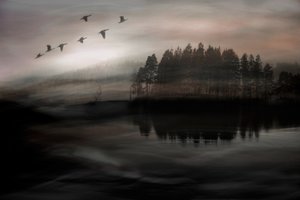 Aves sobre o Lago Misty