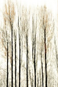 Linhas difusas da floresta de Christina Sillen