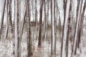 Árvores de inverno desfocadas de Christina Sillen
