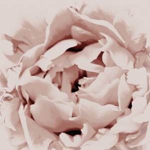 Peônia Rosa Pálido de Christina Sillen