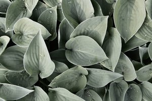 Folhas de hosta cobertas de orvalho de Christina Sillen
