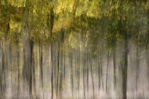 Floresta de Outono de Sonho de Christina Sillen