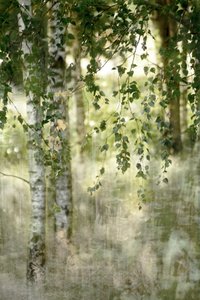 Floresta de bétulas de sonho de Christina Sillen