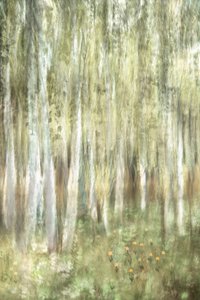 Bosques de bétulas de sonho de Christina Sillen