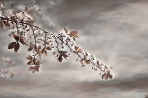 Ramo de Flores de Sonho de Christina Sillen