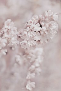 Flores cor-de-rosa de sonho de Christina Sillen