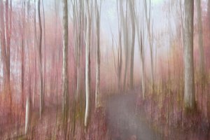 Floresta Rosa de Sonho
