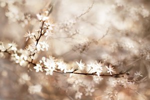 Flores brancas de sonho