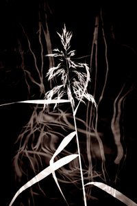 Elegant Sepia Reed de Christina Sillen