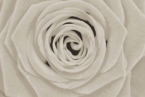 Rosa Branca Elegante de Christina Sillen