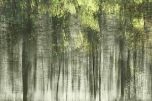 Luz da Floresta Etérea de Christina Sillen