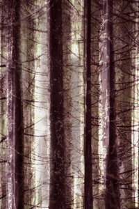 Luz da Floresta Etérea de Christina Sillen