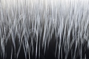 Linhas verticais etéreas de Christina Sillen