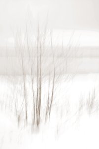 Bosques de Inverno Etéreos de Christina Sillen