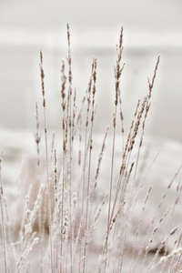 Relva gelada de inverno de Christina Sillen