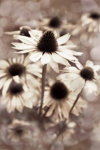 Coneflowers em tons suaves de sépia