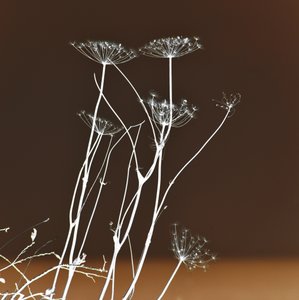 Formas botânicas luminosas de Christina Sillen