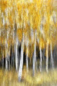 Floresta do Outono Dourado
