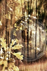 Teia de Aranha do Outono Dourado