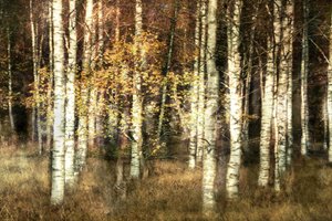 Bosque das Bétulas Douradas de Christina Sillen