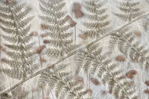 Folhas de feto em camadas de Christina Sillen
