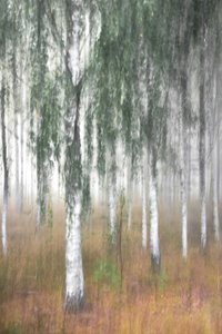 Floresta de bétulas enevoada de Christina Sillen