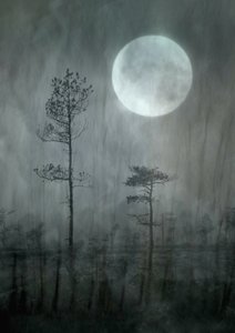 Floresta da Lua Ennevoada de Christina Sillen