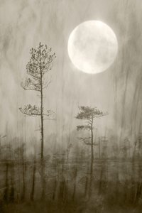 Misty Moon Over - Livro de Christina Sillen