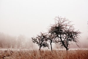Árvores enevoadas no inverno de Christina Sillen