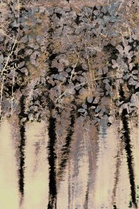 Reflexões sobre a Floresta de Moody de Christina Sillen