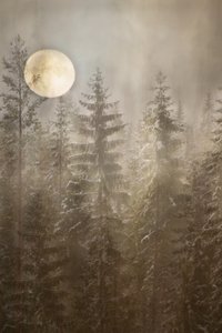 Floresta de Inverno ao Luar de Christina Sillen