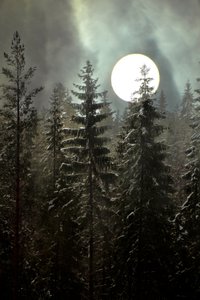 Floresta de Inverno ao Luar de Christina Sillen