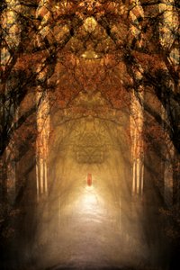 Túnel da Floresta Mística de Christina Sillen