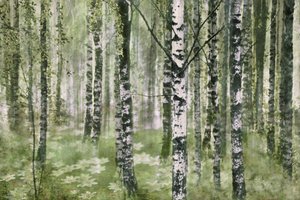 Floresta tranquila de bétulas de Christina Sillen