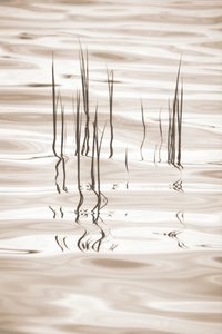 Reflexões sobre a relva serena